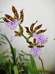 Cultivo de Phalaenopsis - Público em Geral Cultivo de Phalaenopsis - Público em Geral